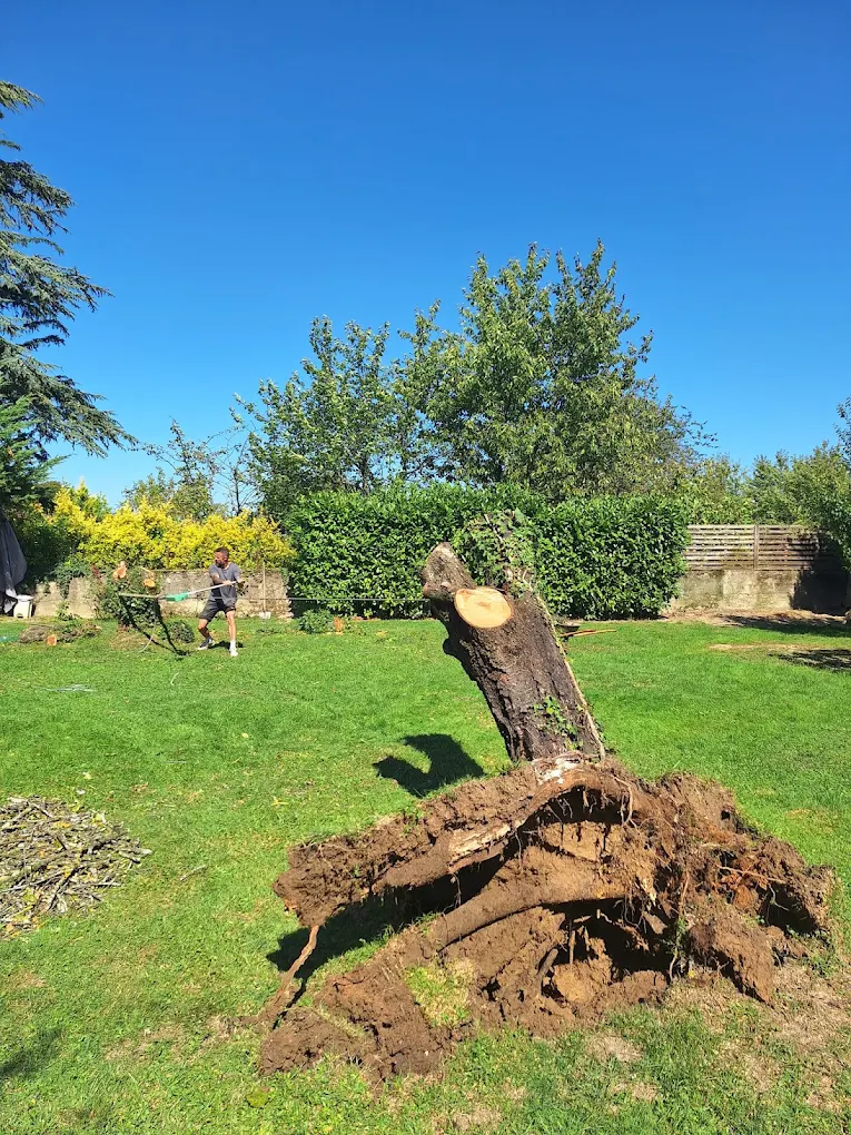 Dessouchage et évacuation d'un arbre déraciné